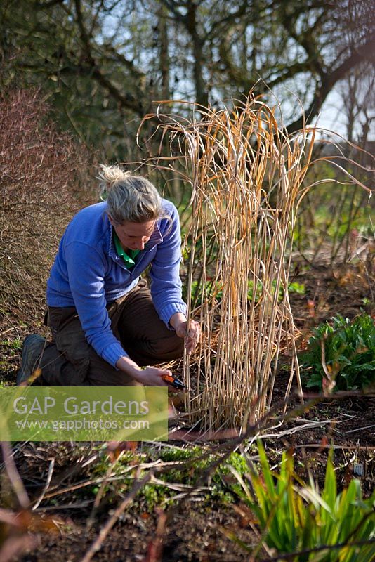 Cutting back seedheads of perennials and ornamental grasses to make room for new growth
