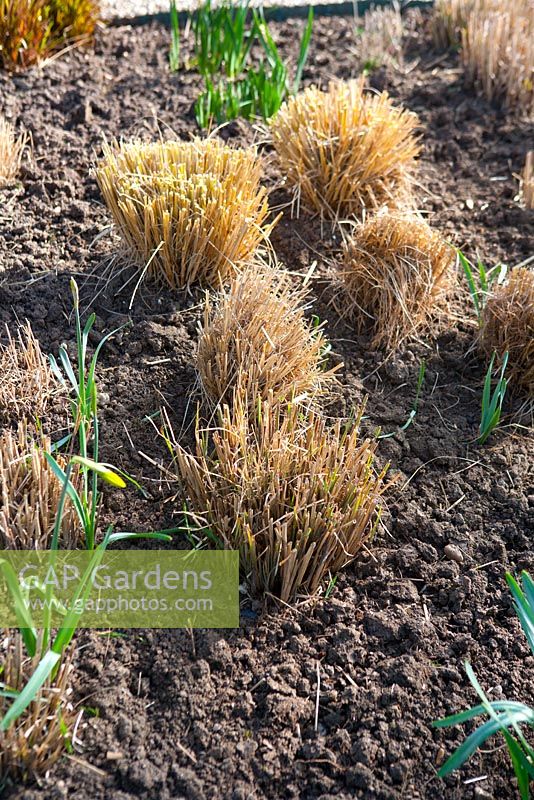 Perennials and ornamental grasses after cutting back to encourage new growth