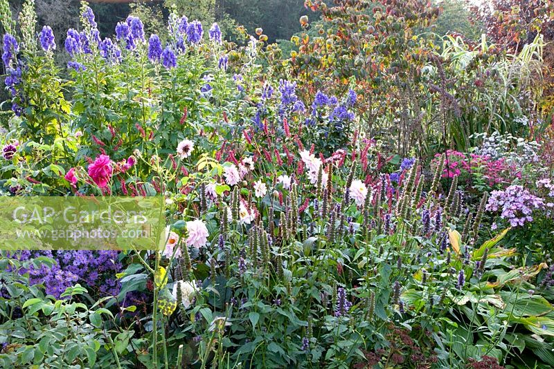 Autumn border with Agastache, Persicaria, Aconitum, Aster and Dahlia 'Melody Harmony'