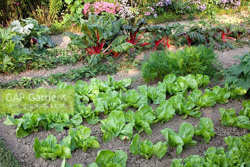 Vegetable garden with Swiss chard, bush beans, carrots, endive and strawberries