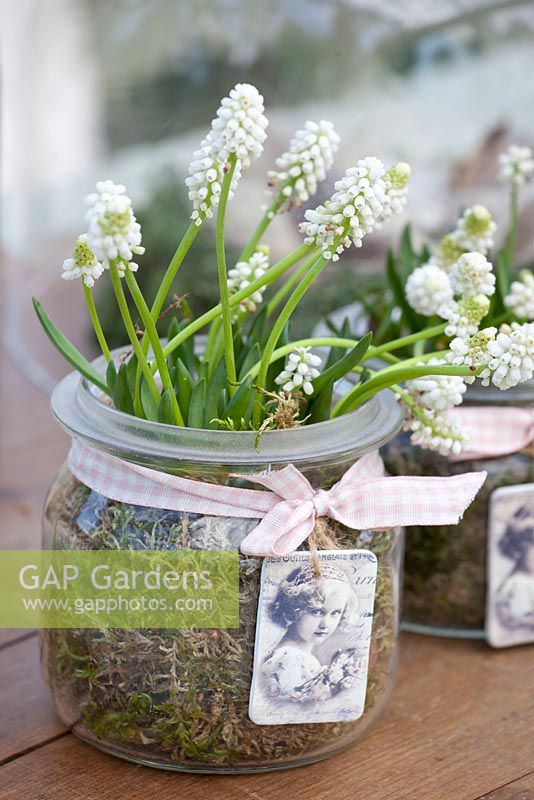 Glass jar with grape hyacinths