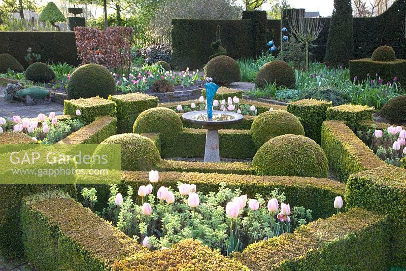 Formal garden with Tulipa 'New Design' and Artemisia arbrotanum