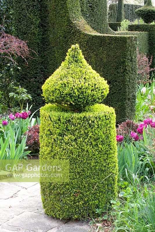 Topiary in garden shaped from Buxus sempervirens with Tulipa 'Blue Diamond'