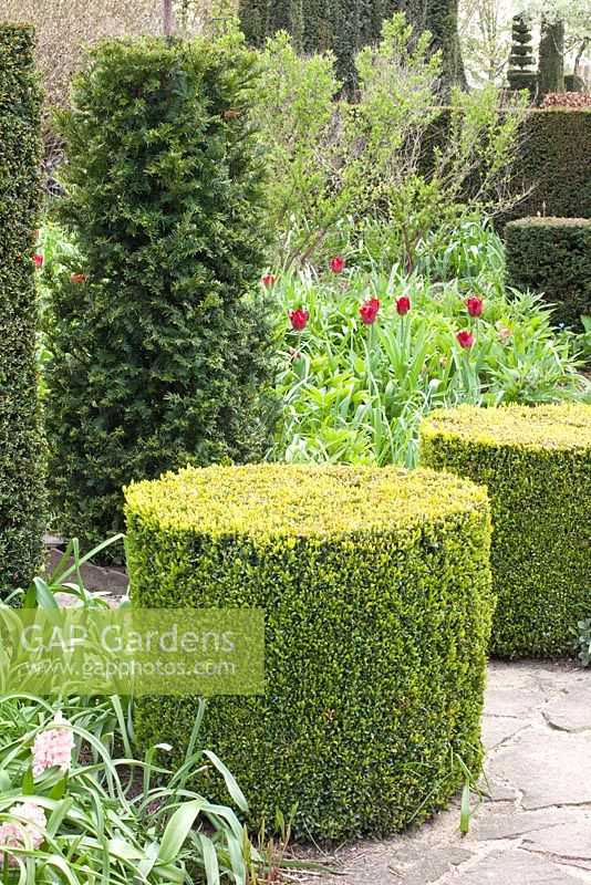 Topiary in garden shaped from Buxus sempervirens









