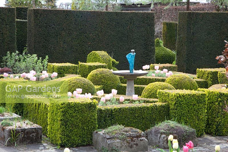 Formal garden with Tulipa 'New Design' and Artemisia arbrotanum. 