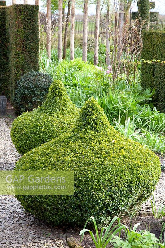 Topiary in garden shaped from Buxus sempervirens 
