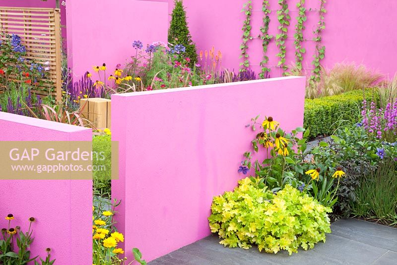 Modern garden with screens. Planting includes Heuchera 'Lime Marmalade',  Rudbeckia 'Goldsturm' and Ipomea 