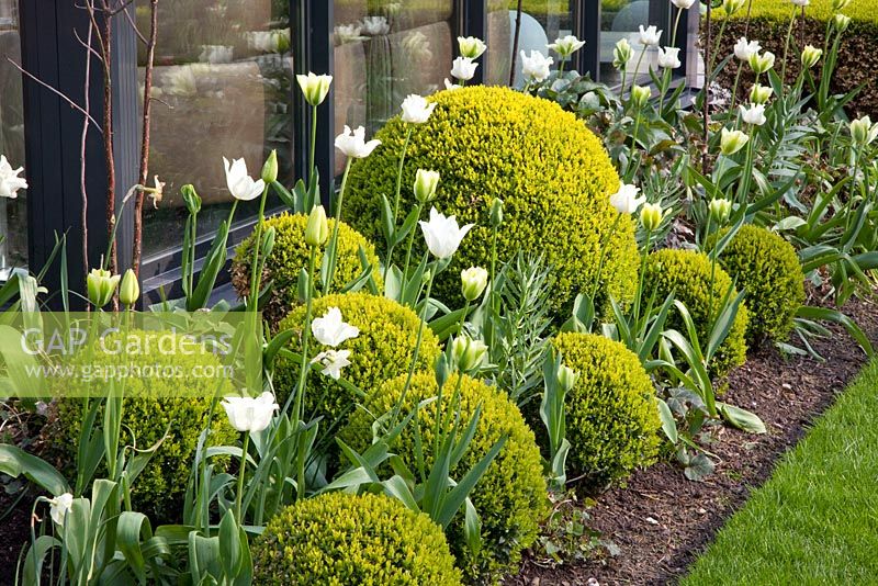 Spring border with Buxus sempervirens, Tulipa 'KLM' and Tulipa Spring Green