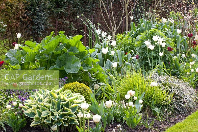 Spring border with Tulipa 'White Triumphator', Buxus, Pulmonaria and Crambe cordifolia