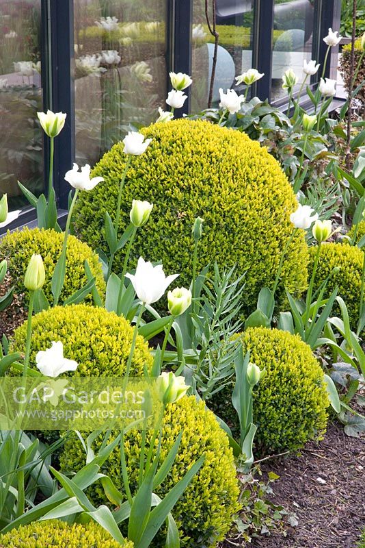 Spring border with Buxus sempervirens, Tulipa 'KLM' and Tulipa Spring Green
