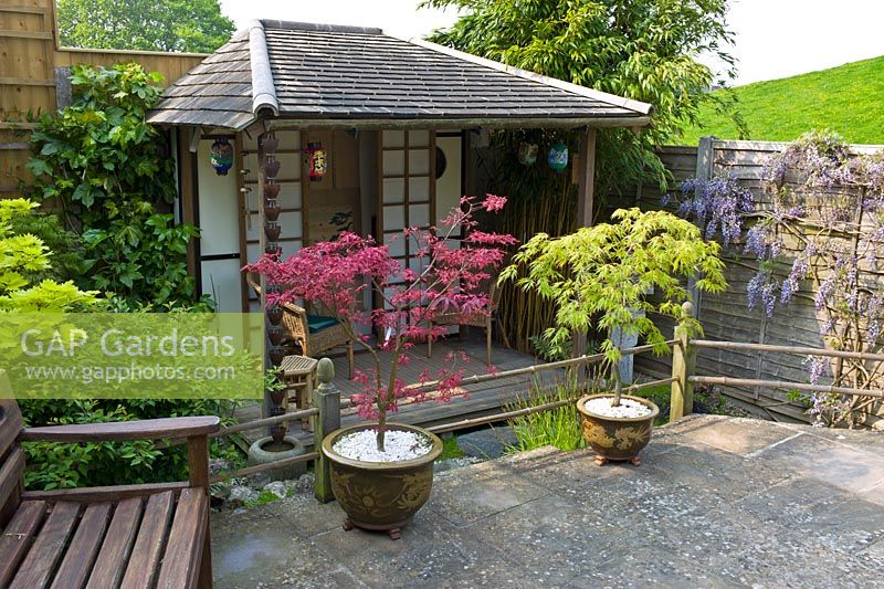 Acer 'Shirazz' and 'Filligree' and Tea House in a small, compact, Japanese style garden, May