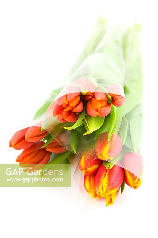 Red and yellow tulips in cellophane wrapping