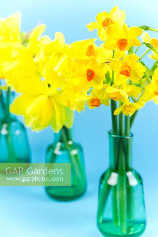 Narcissus - Multi-headed daffodils in small glass vases on blue background