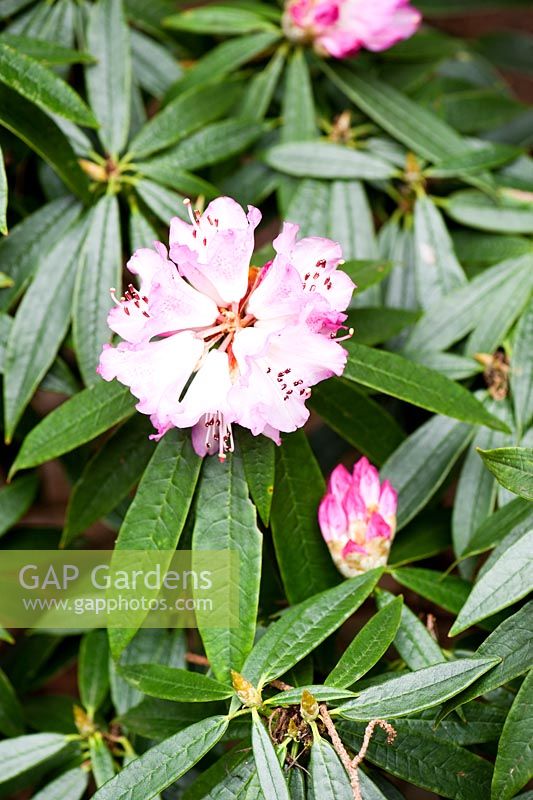 Rhododendron hunnewellianum - Sir Harold Hillier Gardens, Ampfield, Romsey, Hants, UK