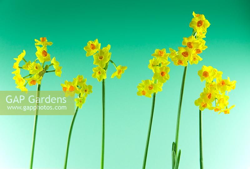 Multi-headed daffodils against coloured background