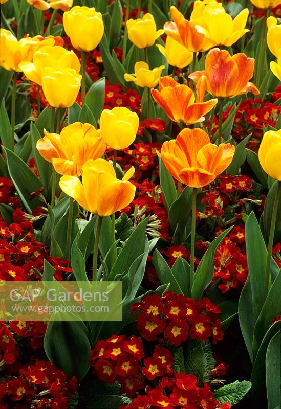 Tulipa Beauty of Appledorn' - yellow and  Tulipa 'Mrs J T Scheepers' - Orange and red with Primula 