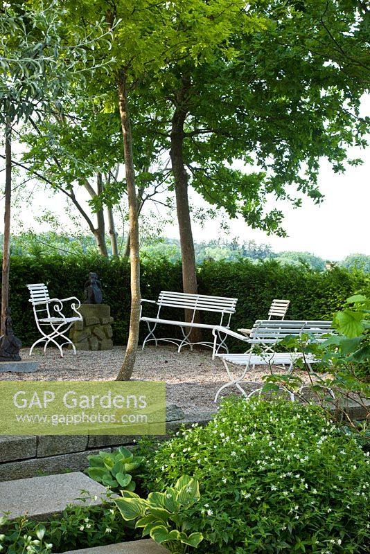 A raised seating area on gravel with white painted garden furniture and sheltered by a hedge and trees. Other planting includes Asperula taurina, Hosta and Quercus - Hollberg Gardens 
