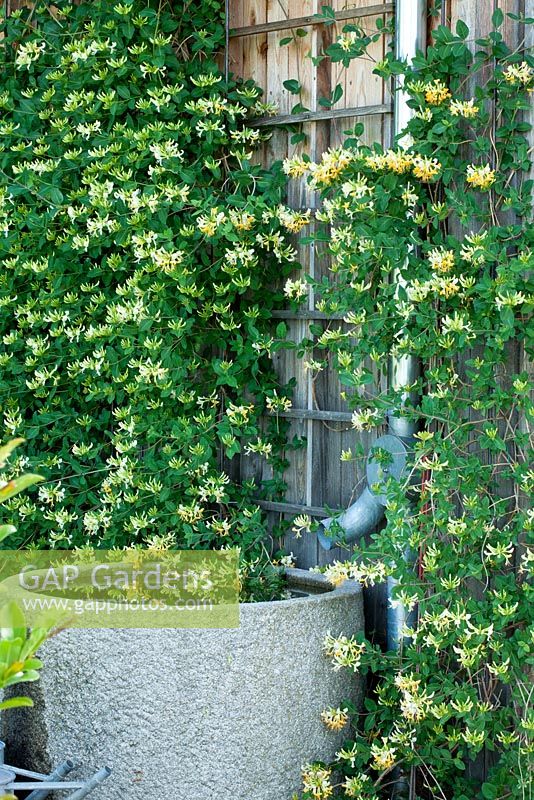 A granite watering station with gutter pipe next to wooden wall with climbing Lonicera periclymenum 'Thomas Graham' - Hollberg Gardens 