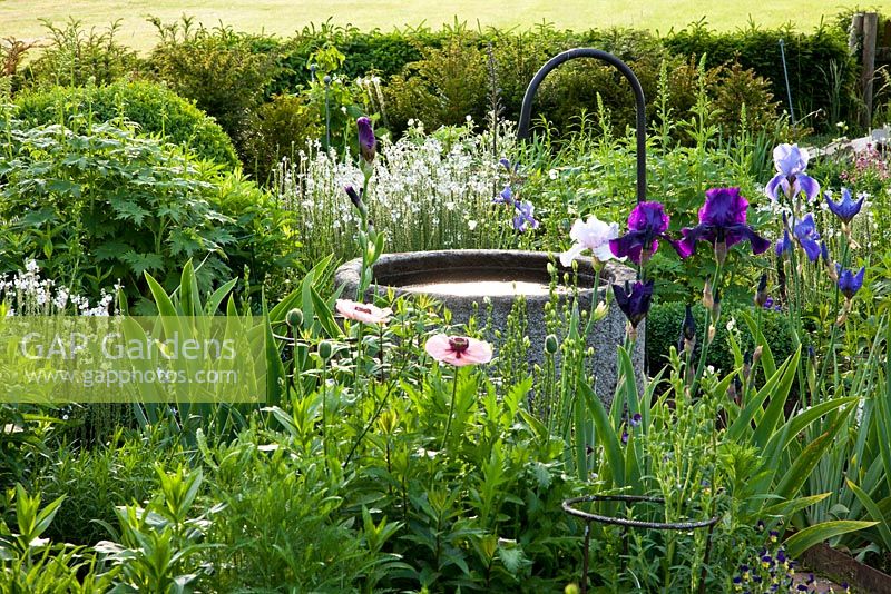 A watering station in flowerbed of Papaver, Taxus, Irises and Veronica gentianoides - Hollberg Gardens 