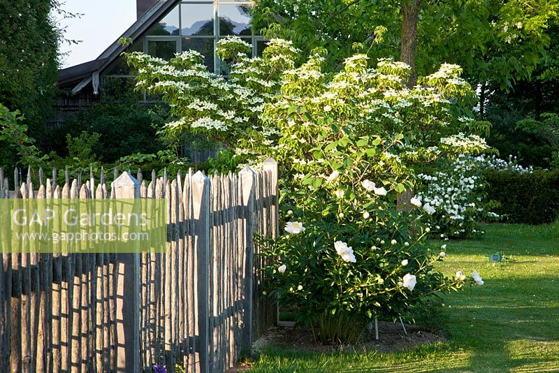 Wooden fence and Paeonia lactiflora 'Bu Te', Cornus kousa 'Milky Way' and Viburnum