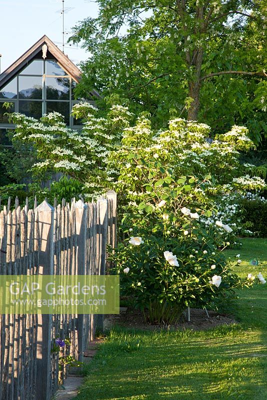 Wooden fence and Paeonia lactiflora 'Bu Te', Cornus kousa 'Milky Way' and Viburnum

