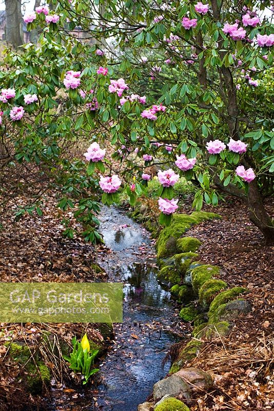 Rhododendron and Lysichiton americanus near stream