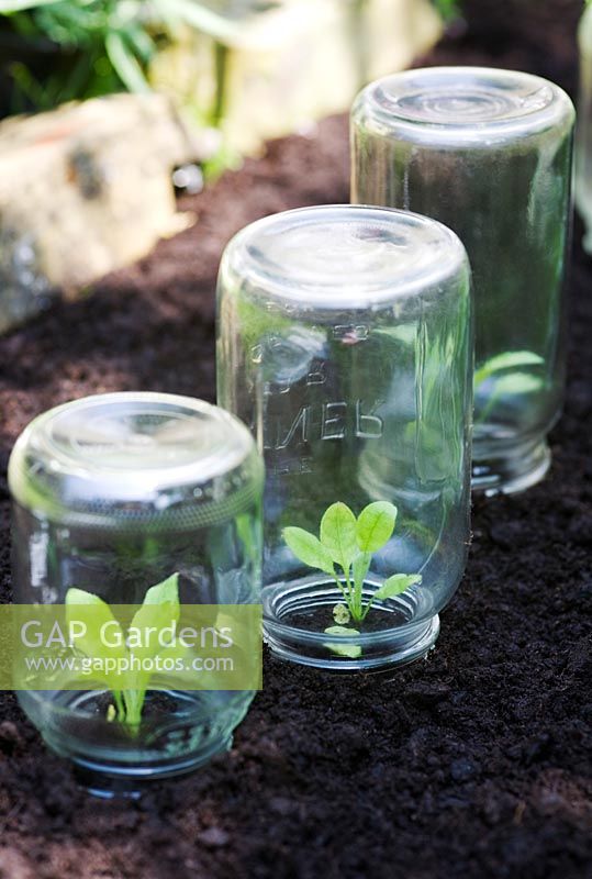 Protecting seedlings with glass jars