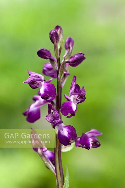 Anacamptis laxiflora - Loose Flowered Orchid 