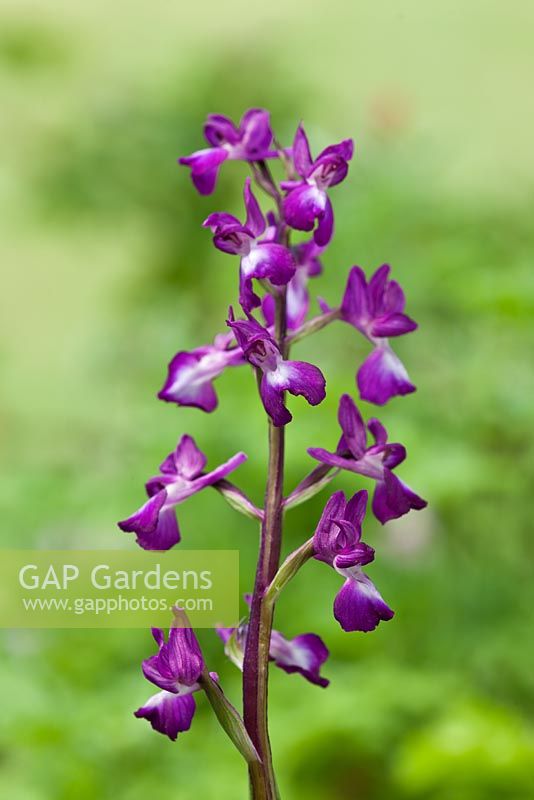 Anacamptis laxiflora - Loose Flowered Orchid 