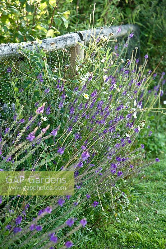 Purple perennial - Willow Cottage, Essex