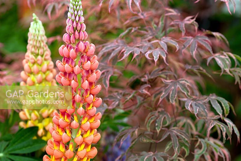 Lupin with Acer 'Shirazz' 
