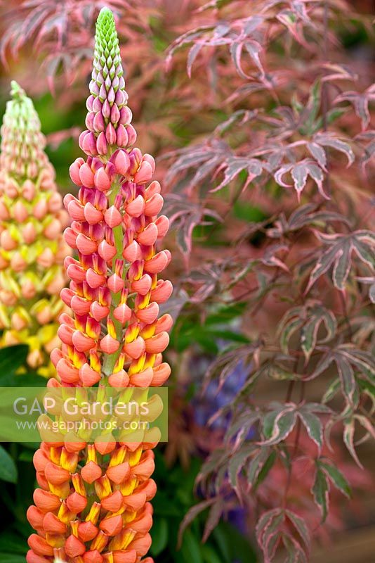Lupin with Acer 'Shirazz'