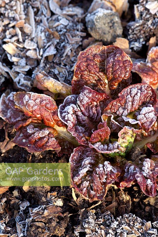 Lettuce 'Merveille de quatre saison' in frost