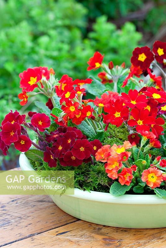 Hot coloured Primulas planted in a green dish