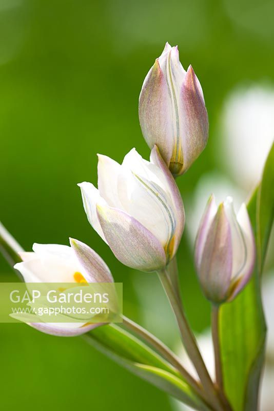 Tulipa polychroma syn. Tulipa biflora major