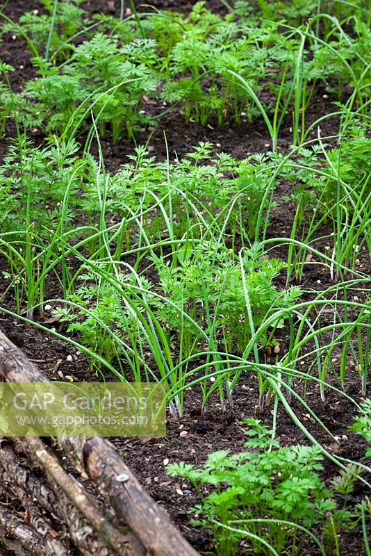 Companion planting of carrots and spring onions
