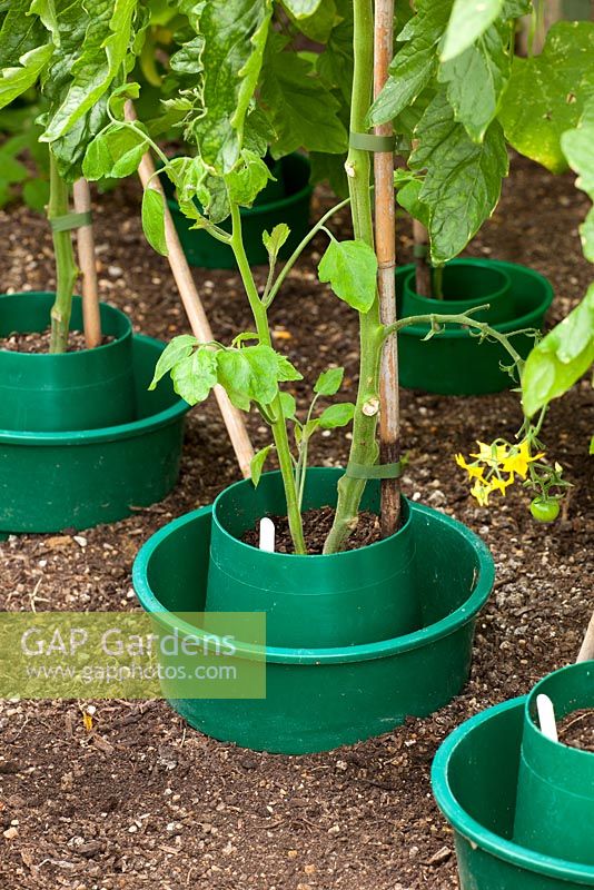 Tomato ring culture pots