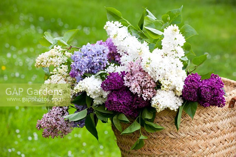 Lilacs in a basket - Syringa vulgaris 'Ogni Moskvy', 'Firmament', 'Lucie Baltet', Madame Lemoine', 'Primrose', 'Maud Notcutt' and 'Esther Staley'