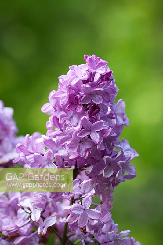 Syringa x hyacinthiflora 'Esther Staley' AGM - Lilac