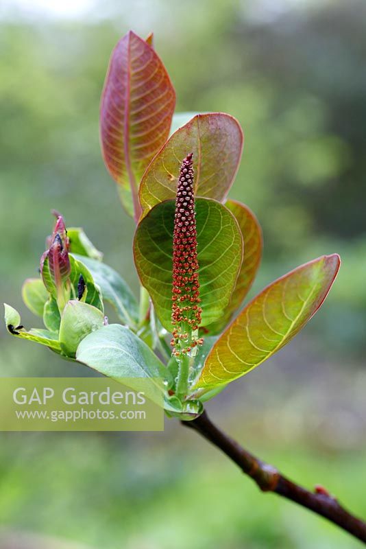 Salix magnifica AGM in May