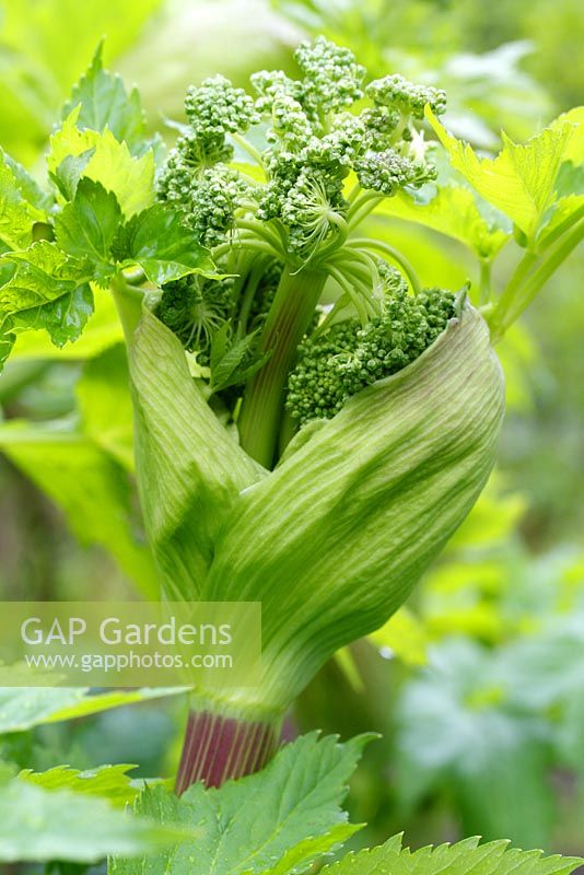 Angelica gigas in May