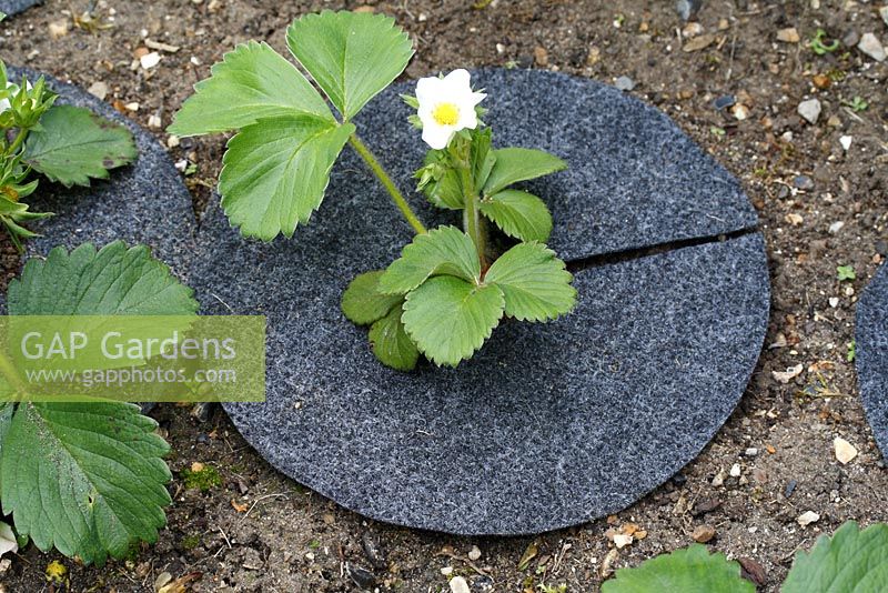 Fragaria - Strawberry collars, also known as mulch mats, made from recycled carpet, protecting strawberries from slugs, keeping the fruit clean and conserving moisture