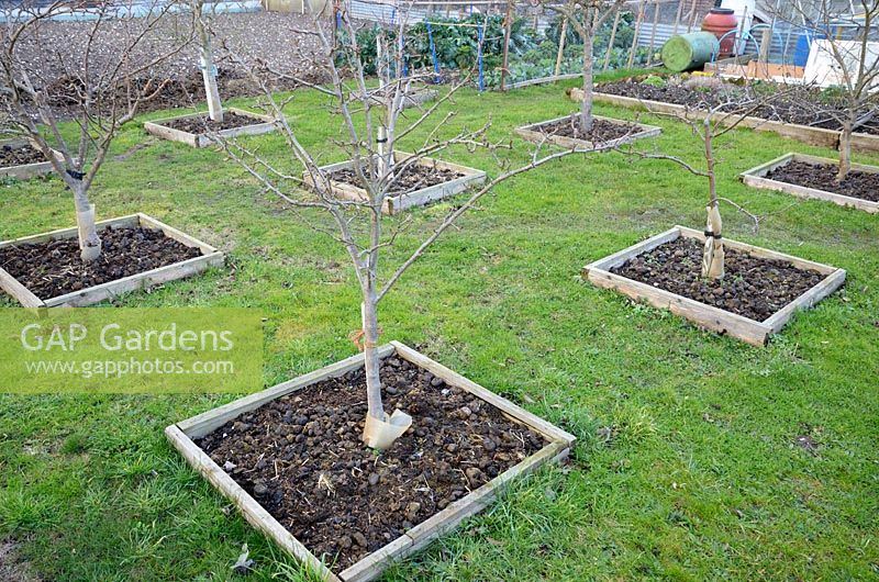 Fruit trees on allotment, mulched with horse manure