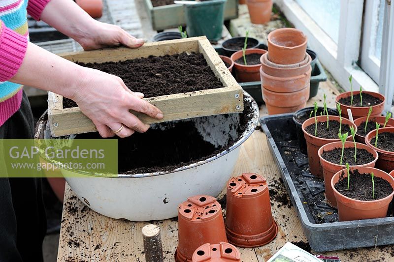 Woman gardener working at potting bench, sieving compost prior to seed sowing, March