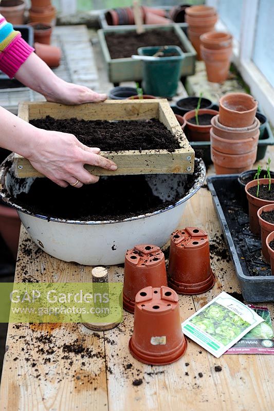 Woman gardener working at potting bench, sieving compost prior to seed sowing, March