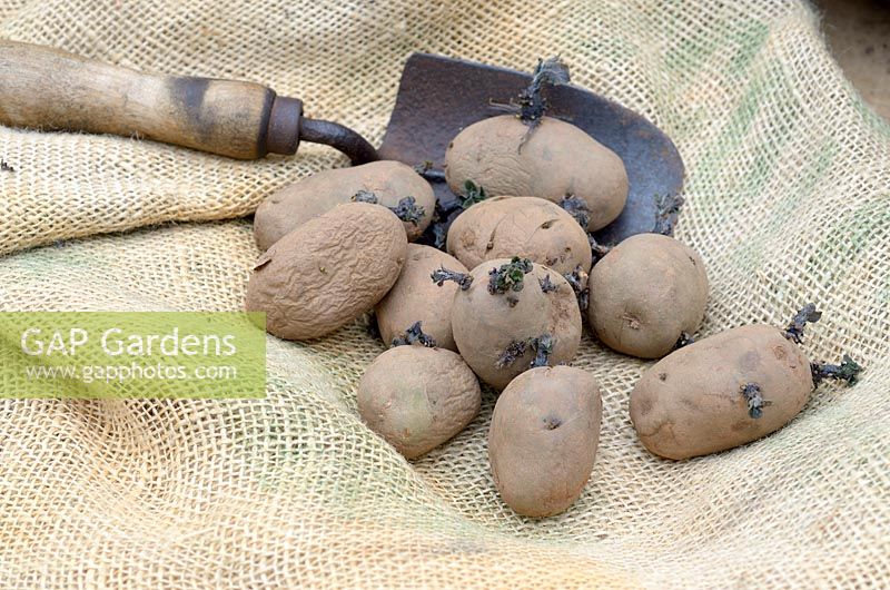 Seed potatoes and hand trowel