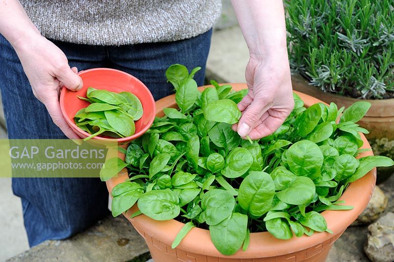 Woman picking baby spinach leaves grown in pot on patio, May