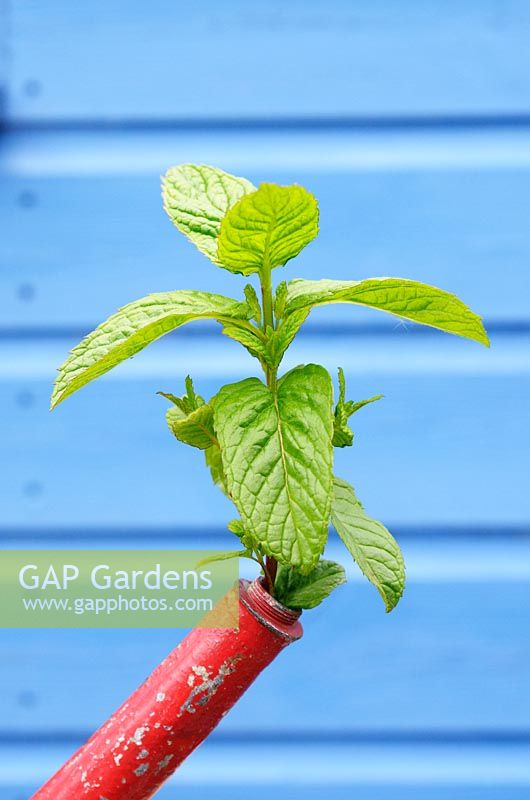 Mentha - Mint emerging from watering can spout,  May