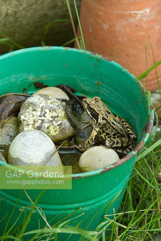Frog in bucket of pebbles and water