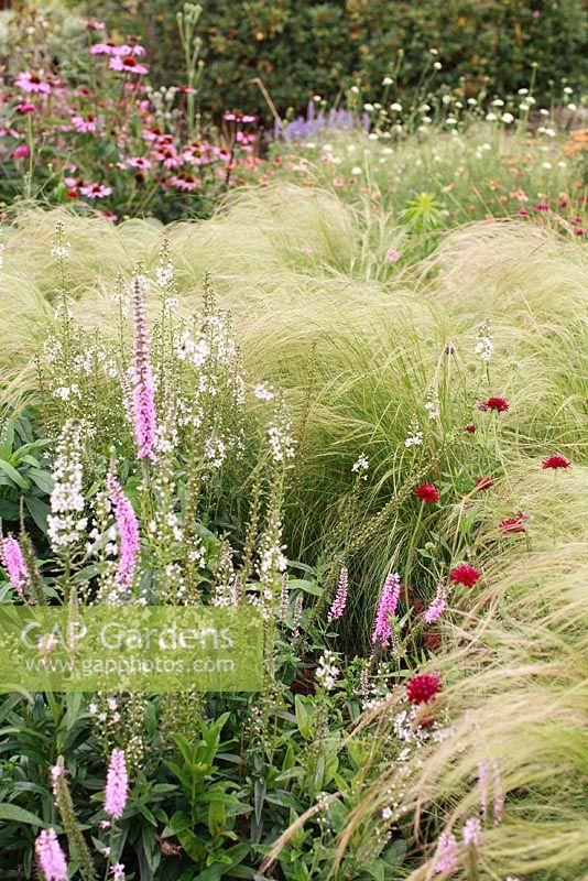Grasses with veronica and scabiosa